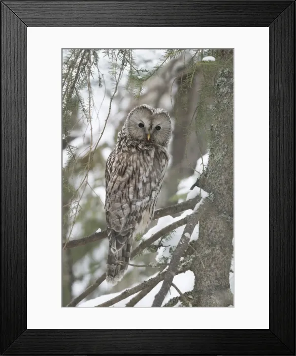 Framed Print : Picture No. 11807303 Framed Print : Picture No. 11807303
