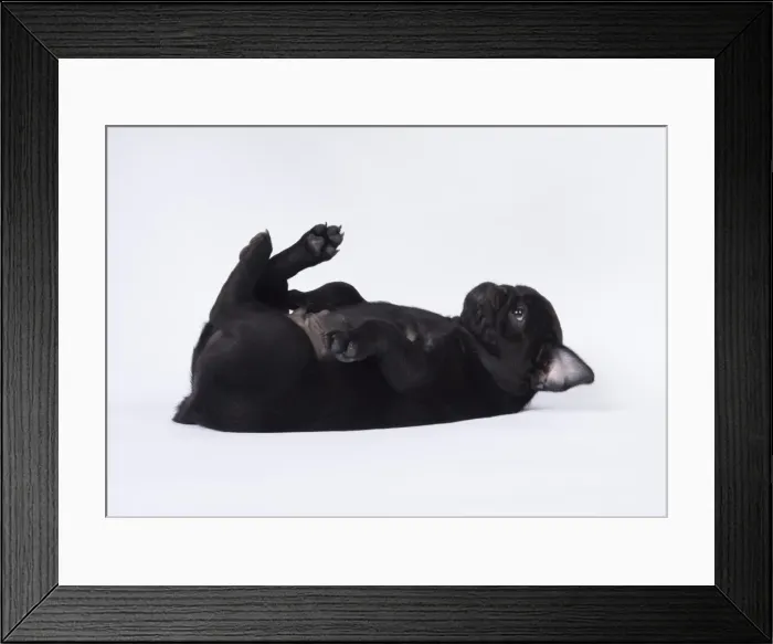 Framed Print : Picture No. 11807305 Framed Print : Picture No. 11807305