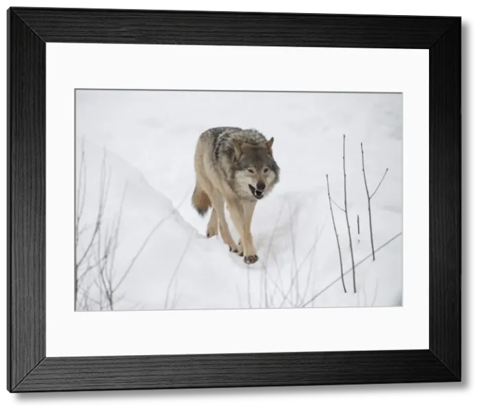 Framed Print : Picture No. 11807304 Framed Print : Picture No. 11807304