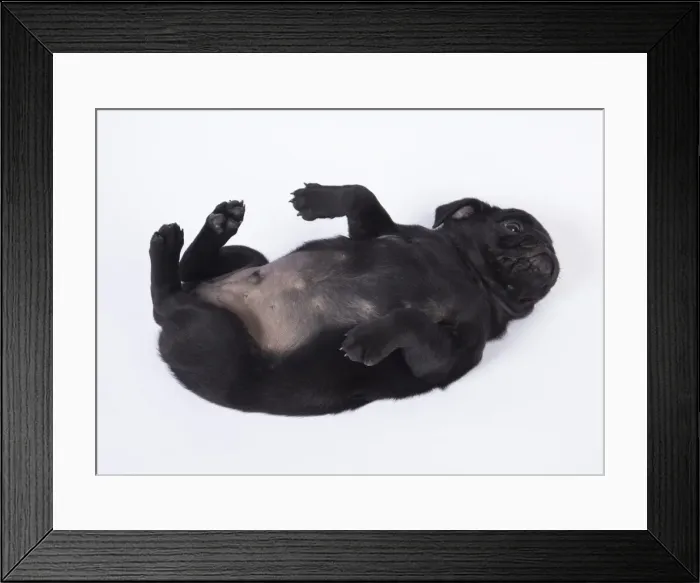 Framed Print : Picture No. 11807306 Framed Print : Picture No. 11807306