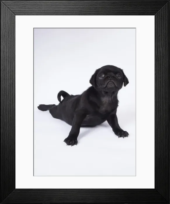 Framed Print : Picture No. 11807308 Framed Print : Picture No. 11807308