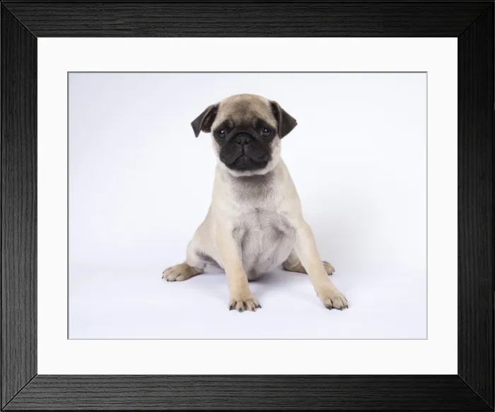 Framed Print : Picture No. 11807310 Framed Print : Picture No. 11807310