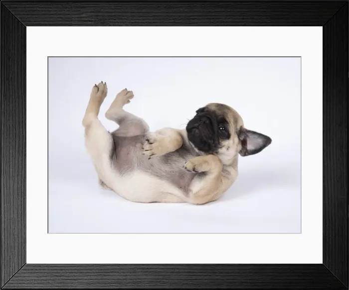 Framed Print : Picture No. 11807311 Framed Print : Picture No. 11807311