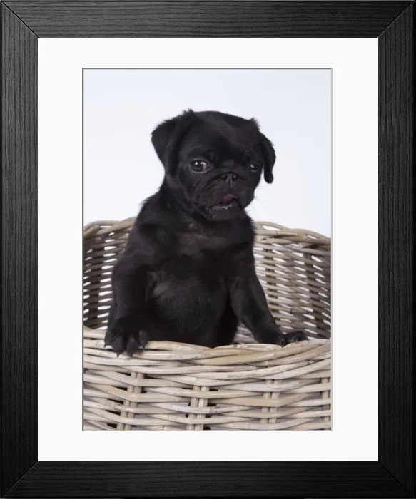 Framed Print : Picture No. 11807315 Framed Print : Picture No. 11807315