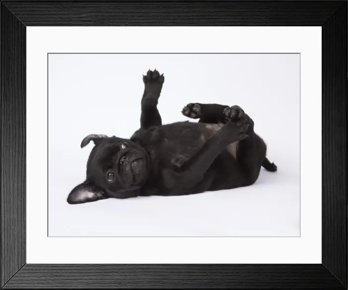Framed Print : Picture No. 11807318 Framed Print : Picture No. 11807318