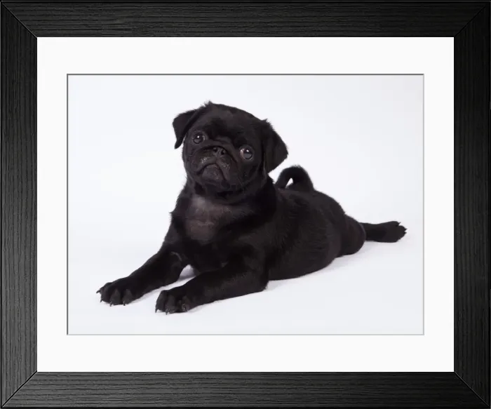 Framed Print : Picture No. 11807317 Framed Print : Picture No. 11807317