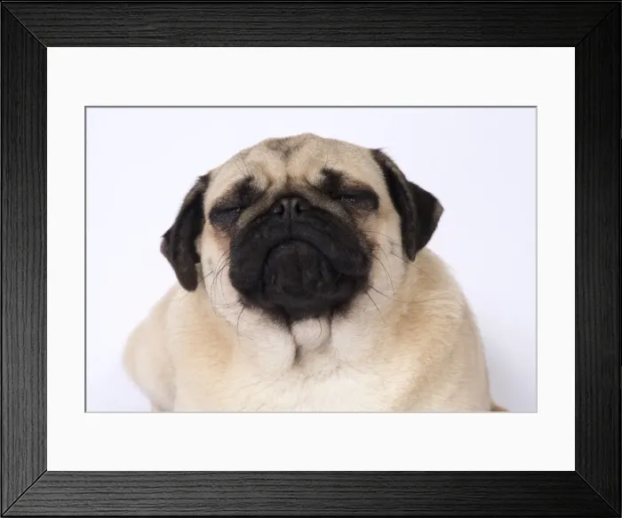 Framed Print : Picture No. 11807323 Framed Print : Picture No. 11807323