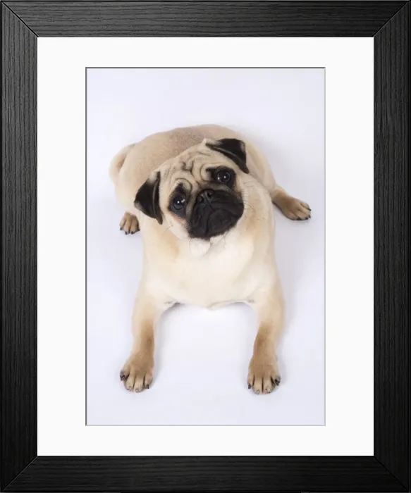 Framed Print : Picture No. 11807324 Framed Print : Picture No. 11807324