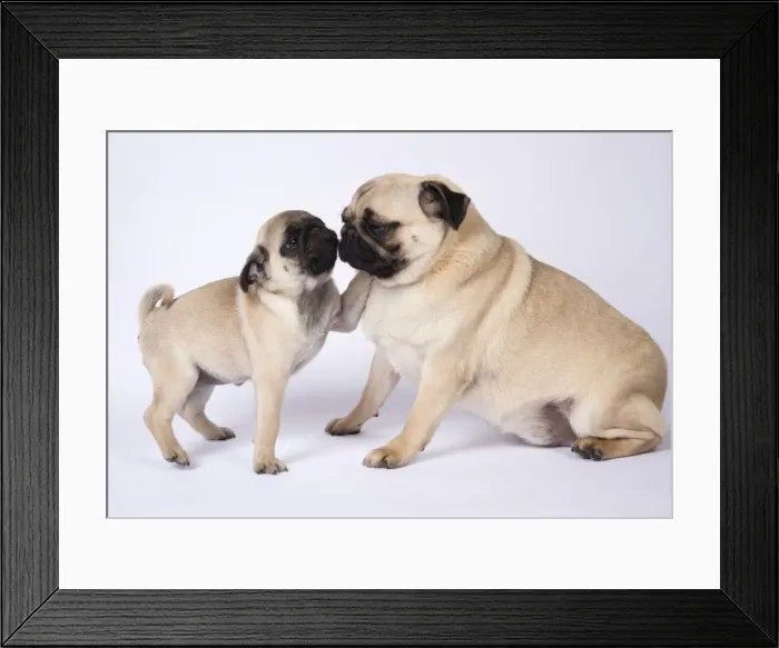 Framed Print : Picture No. 11807326
