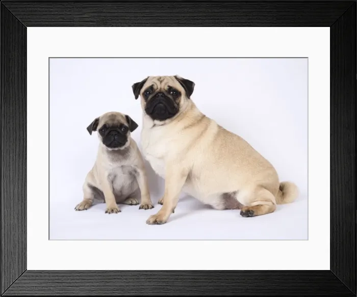 Framed Print : Picture No. 11807329 Framed Print : Picture No. 11807329