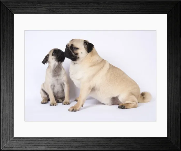 Framed Print : Picture No. 11807330 Framed Print : Picture No. 11807330