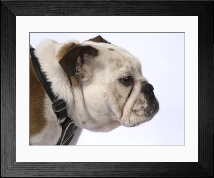 Framed Print : DOG. Bulldog head & shoulders DOG. Bulldog head &... DOG. Bulldog head & shoulders DOG. Bulldog head & Framed Print : DOG. Bulldog head & shoulders DOG. Bulldog head &... DOG. Bulldog head & shoulders DOG. Bulldog head &