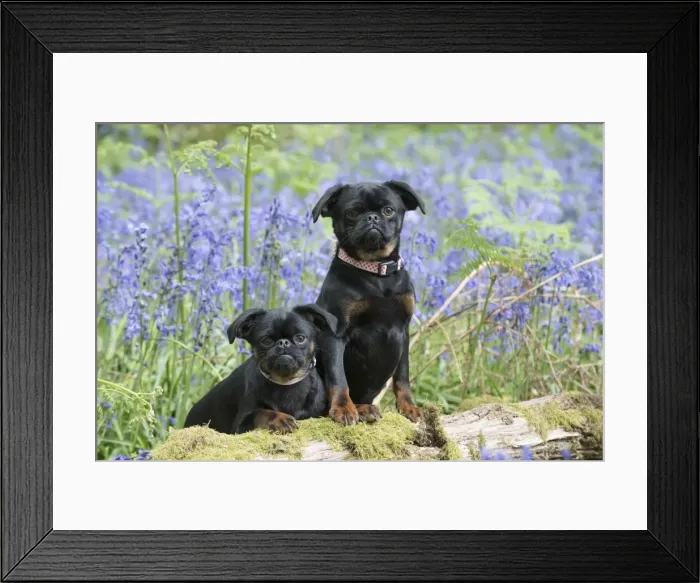 Framed Print : Picture No. 11807337 Framed Print : Picture No. 11807337
