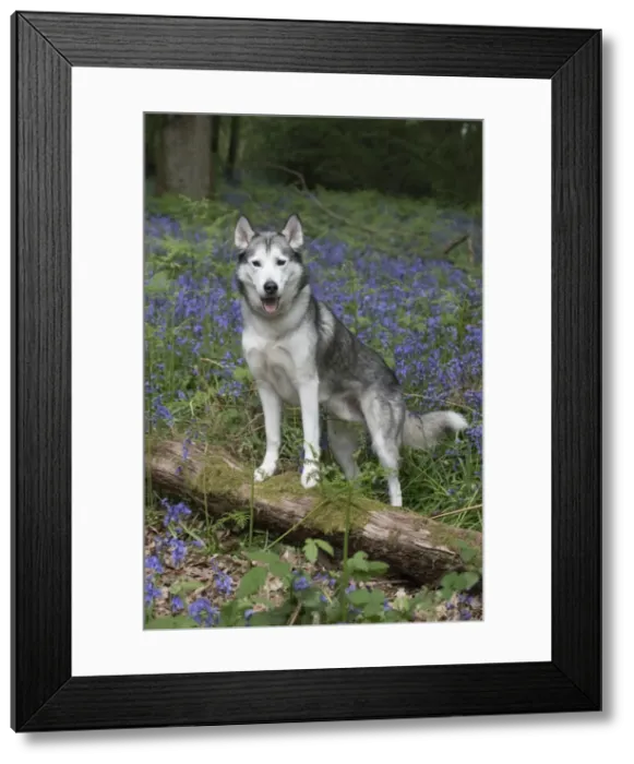 Framed Print : Picture No. 11807338 Framed Print : Picture No. 11807338