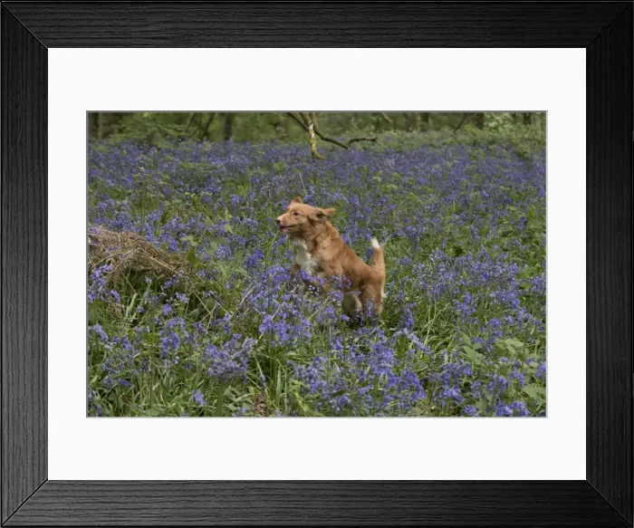 Framed Print : Picture No. 11807339 Framed Print : Picture No. 11807339