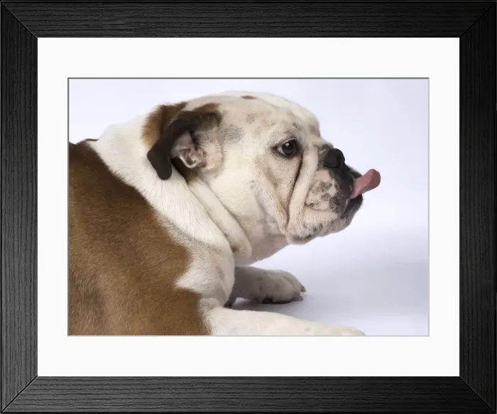 Framed Print : Picture No. 11807336 Framed Print : Picture No. 11807336