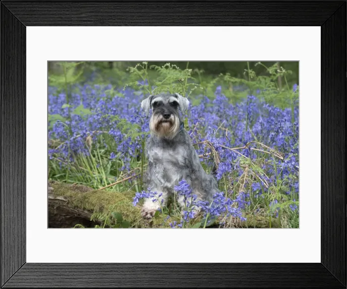 Framed Print : Picture No. 11807341 Framed Print : Picture No. 11807341