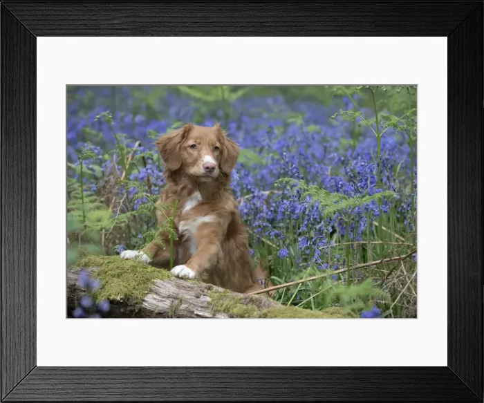 Framed Print : Picture No. 11807342 Framed Print : Picture No. 11807342