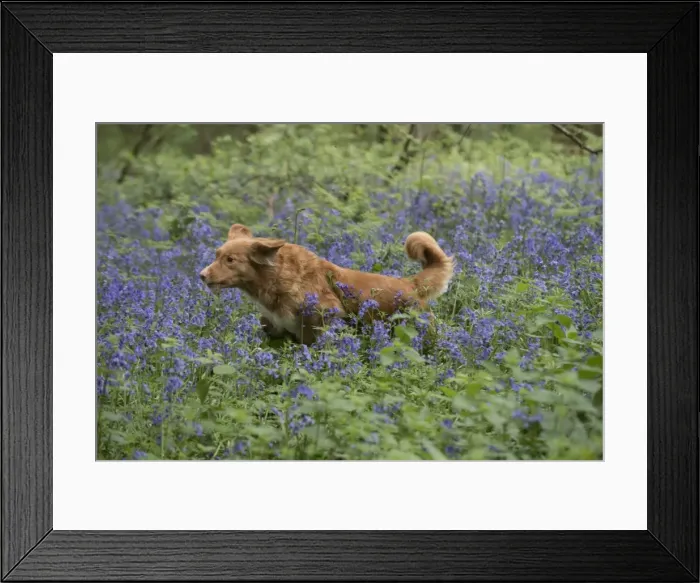 Framed Print : Picture No. 11807340 Framed Print : Picture No. 11807340
