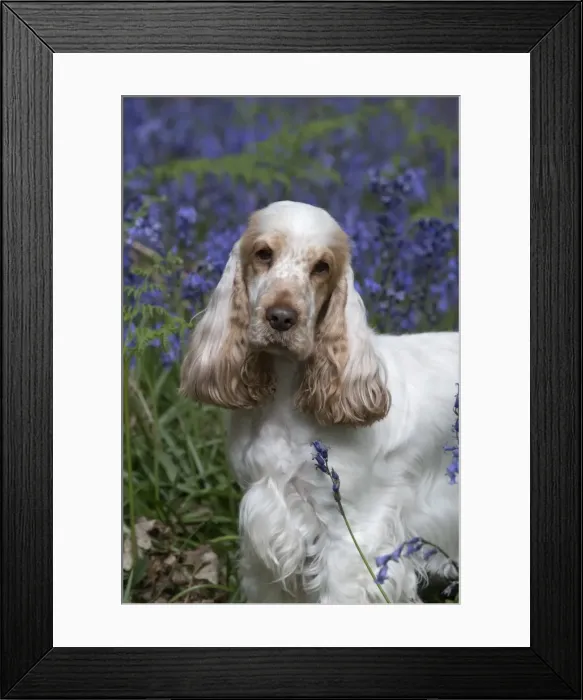 Framed Print : Picture No. 11807345 Framed Print : Picture No. 11807345