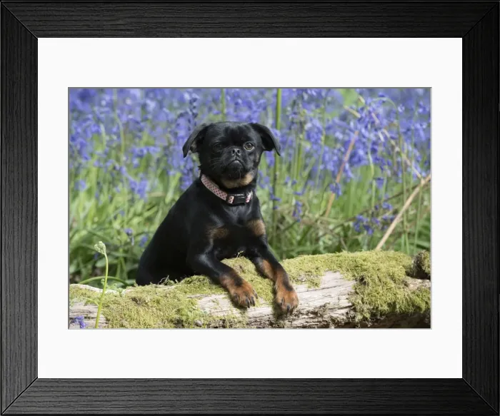 Framed Print : Picture No. 11807346 Framed Print : Picture No. 11807346