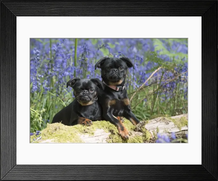 Framed Print : Picture No. 11807343 Framed Print : Picture No. 11807343