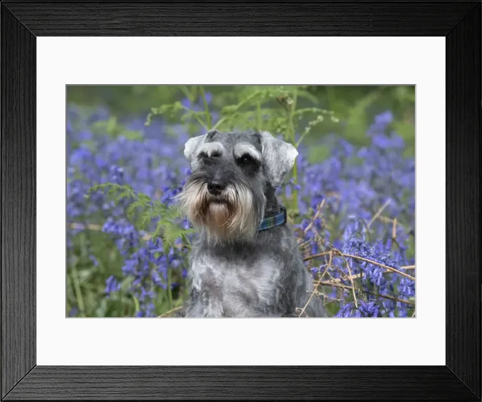 Framed Print : Picture No. 11807348 Framed Print : Picture No. 11807348