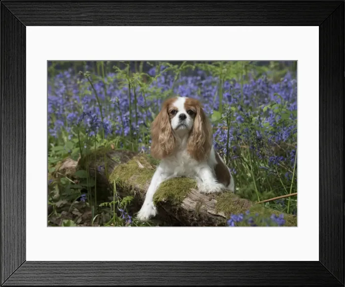 Framed Print : Picture No. 11807350 Framed Print : Picture No. 11807350