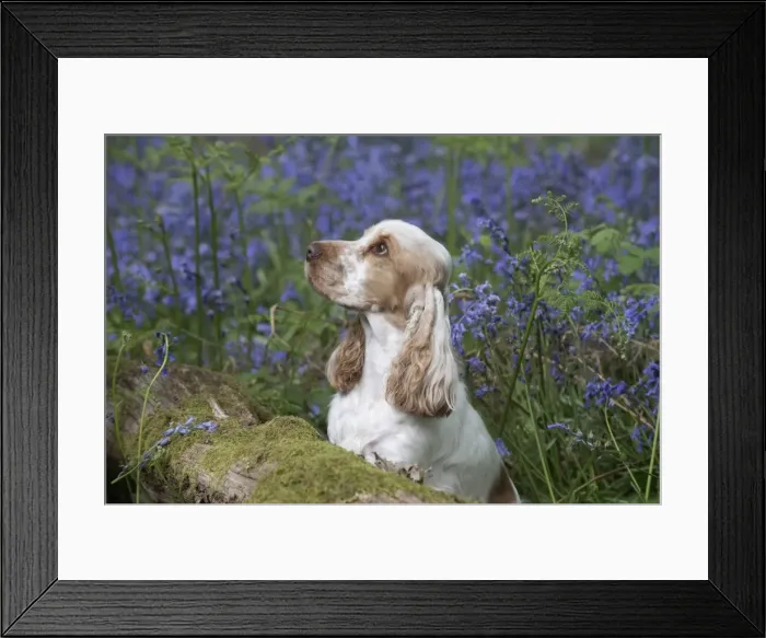 Framed Print : Picture No. 11807352 Framed Print : Picture No. 11807352