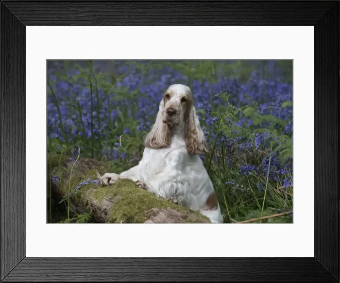 Framed Print : Picture No. 11807351 Framed Print : Picture No. 11807351