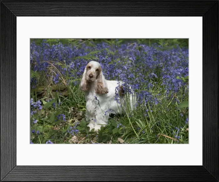 Framed Print : Picture No. 11807353 Framed Print : Picture No. 11807353