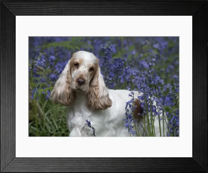 Framed Print : Picture No. 11807355 Framed Print : Picture No. 11807355