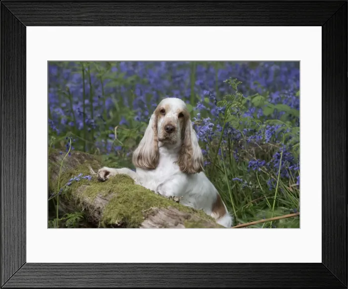 Framed Print : Picture No. 11807354 Framed Print : Picture No. 11807354
