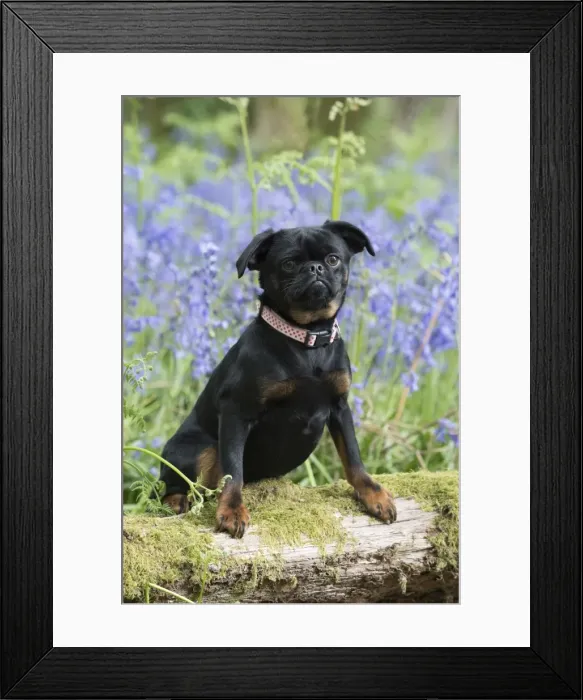 Framed Print : Picture No. 11807357 Framed Print : Picture No. 11807357