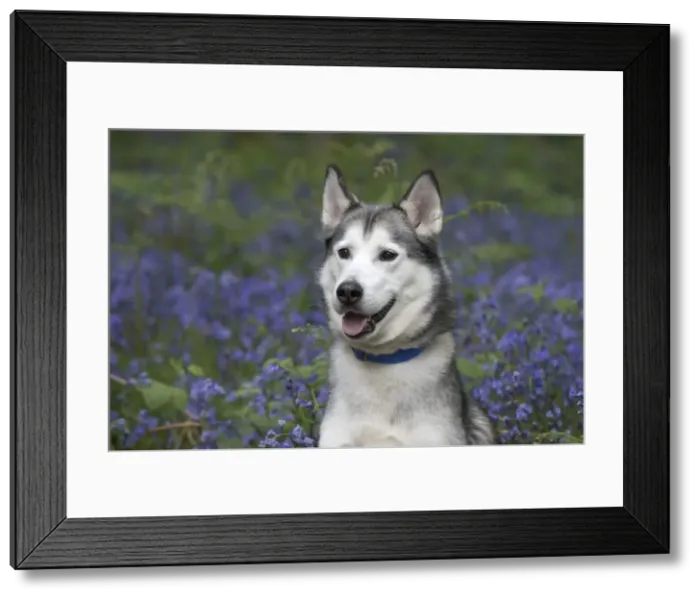 Framed Print : Picture No. 11807358 Framed Print : Picture No. 11807358