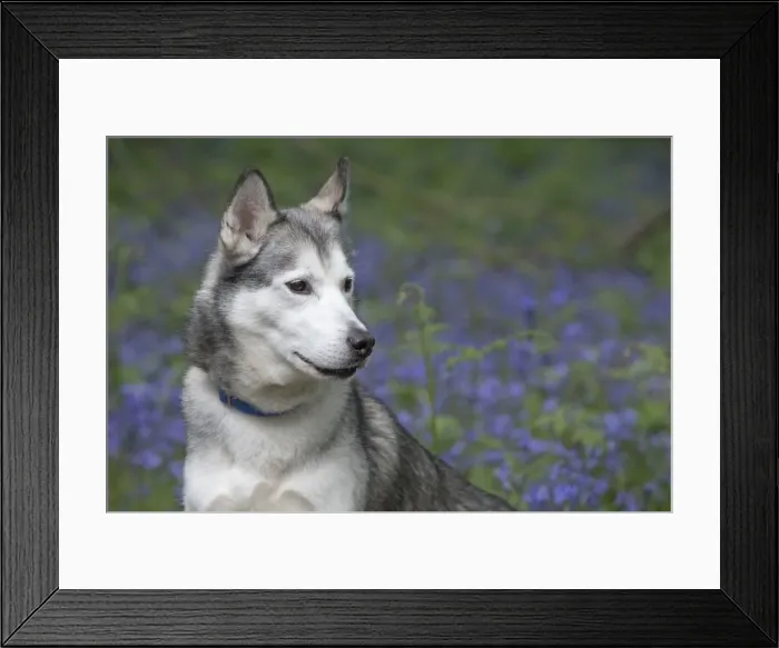 Framed Print : Picture No. 11807359 Framed Print : Picture No. 11807359