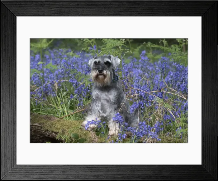 Framed Print : Picture No. 11807356 Framed Print : Picture No. 11807356