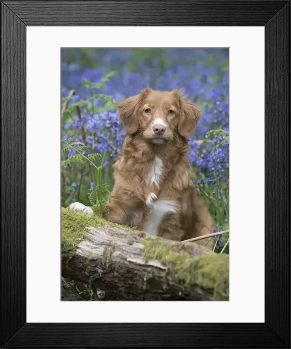 Framed Print : Picture No. 11807361 Framed Print : Picture No. 11807361