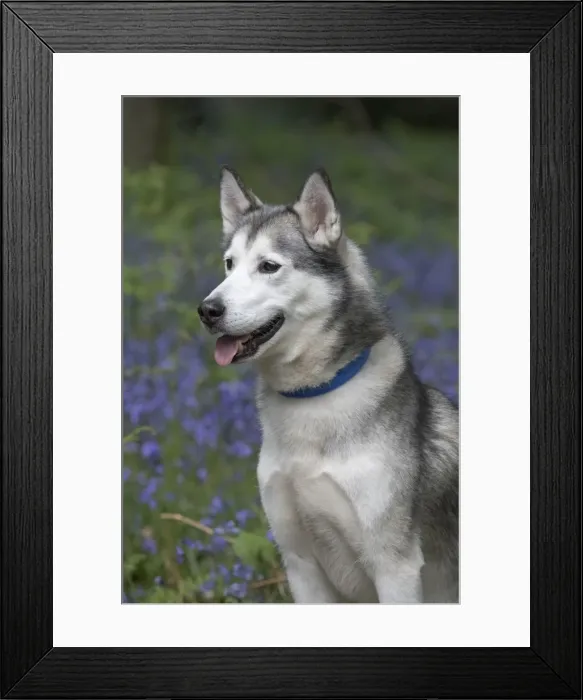 Framed Print : Picture No. 11807362 Framed Print : Picture No. 11807362