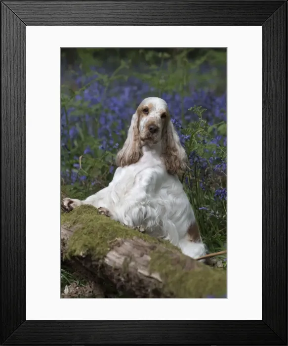 Framed Print : Picture No. 11807363 Framed Print : Picture No. 11807363