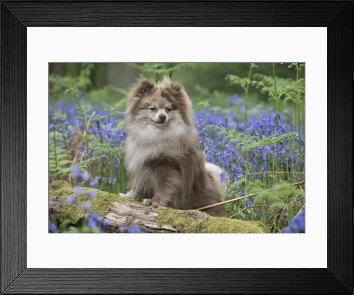 Framed Print : Picture No. 11807360 Framed Print : Picture No. 11807360