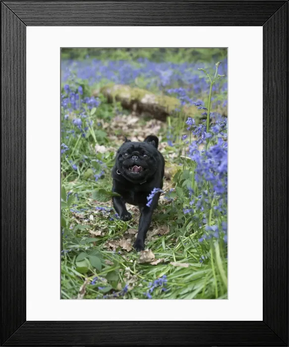 Framed Print : Picture No. 11807365 Framed Print : Picture No. 11807365