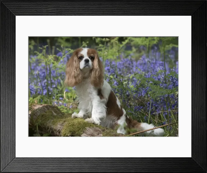 Framed Print : Picture No. 11807364 Framed Print : Picture No. 11807364
