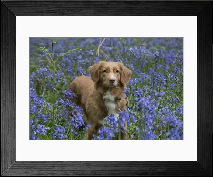 Framed Print : Picture No. 11807367 Framed Print : Picture No. 11807367