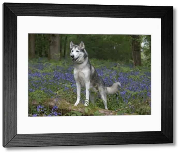 Framed Print : Picture No. 11807368 Framed Print : Picture No. 11807368