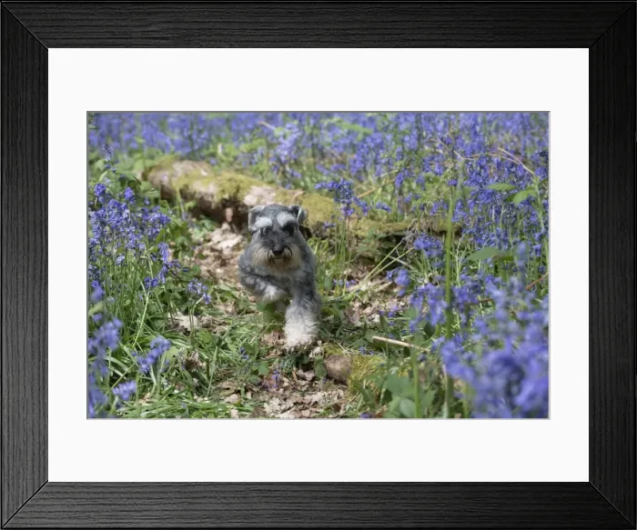 Framed Print : Picture No. 11807369 Framed Print : Picture No. 11807369