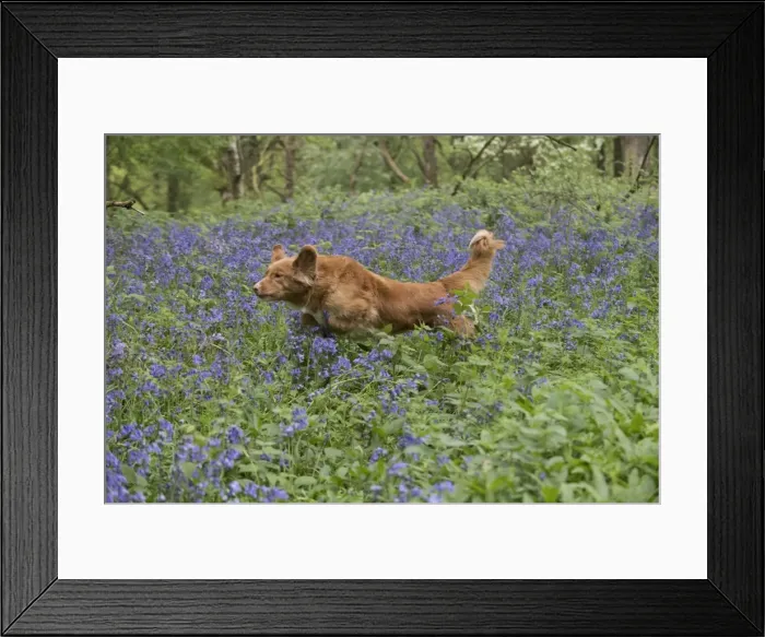 Framed Print : Picture No. 11807371 Framed Print : Picture No. 11807371