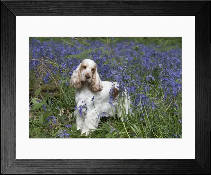Framed Print : Picture No. 11807372 Framed Print : Picture No. 11807372