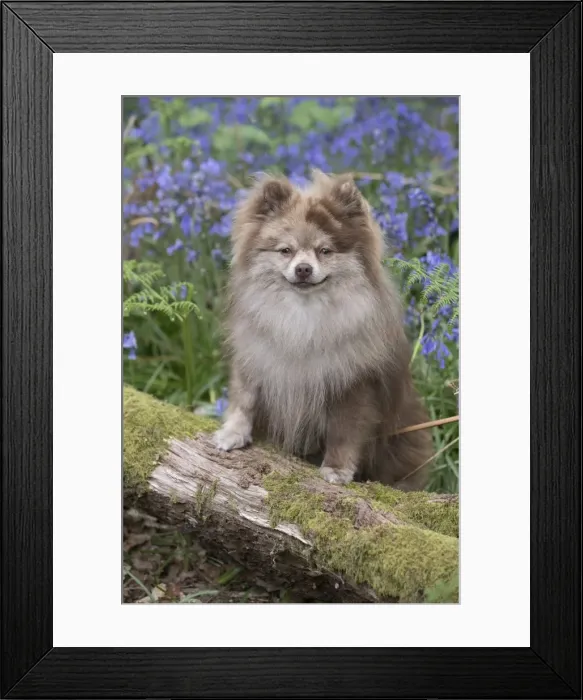 Framed Print : Picture No. 11807370 Framed Print : Picture No. 11807370