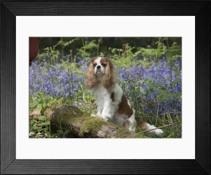 Framed Print : Picture No. 11807374 Framed Print : Picture No. 11807374